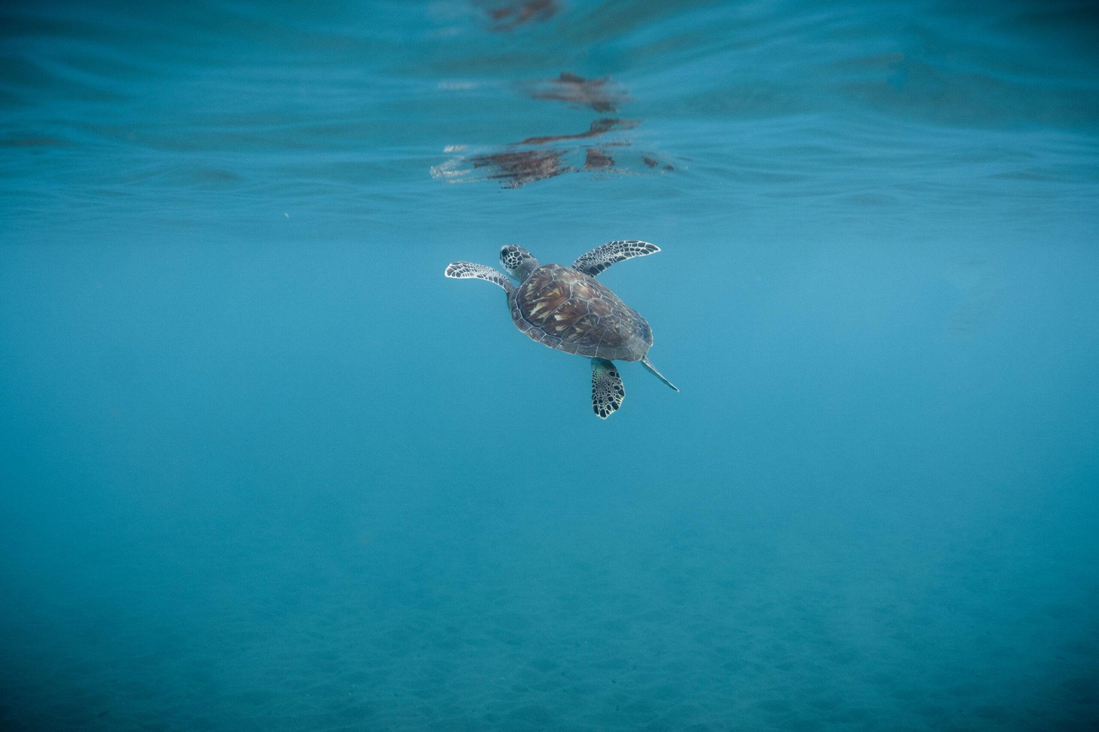 Snorkeling en Guadeloupe : les 5 meilleurs endroits