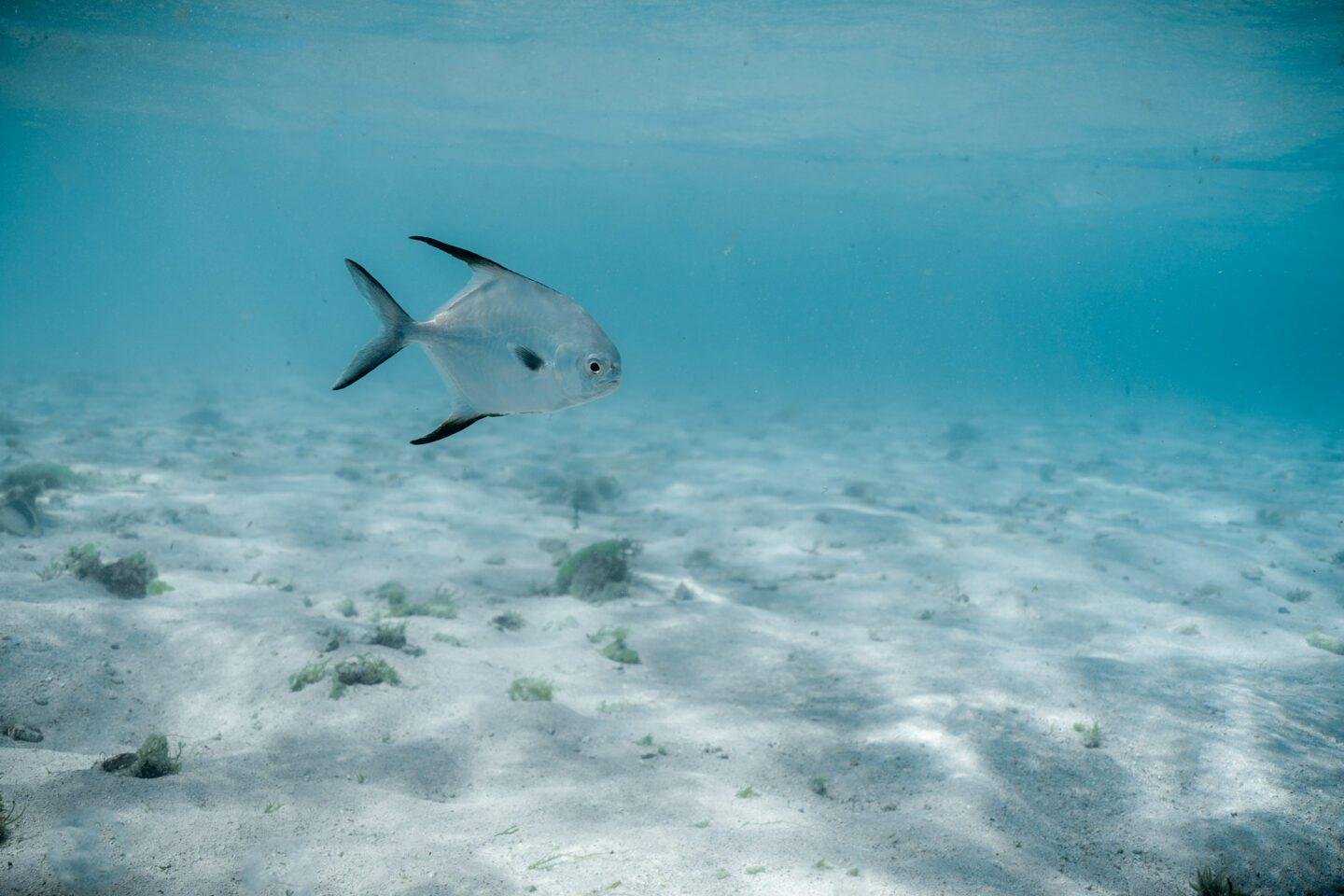 Snorkeling en Guadeloupe