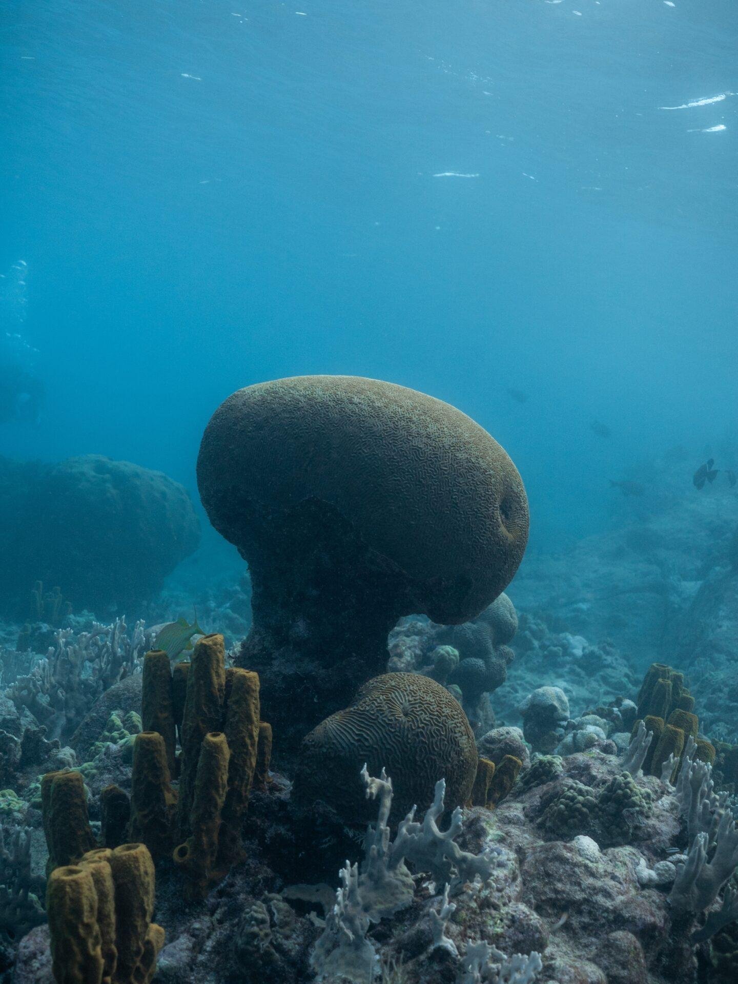 Snorkeling en Guadeloupe