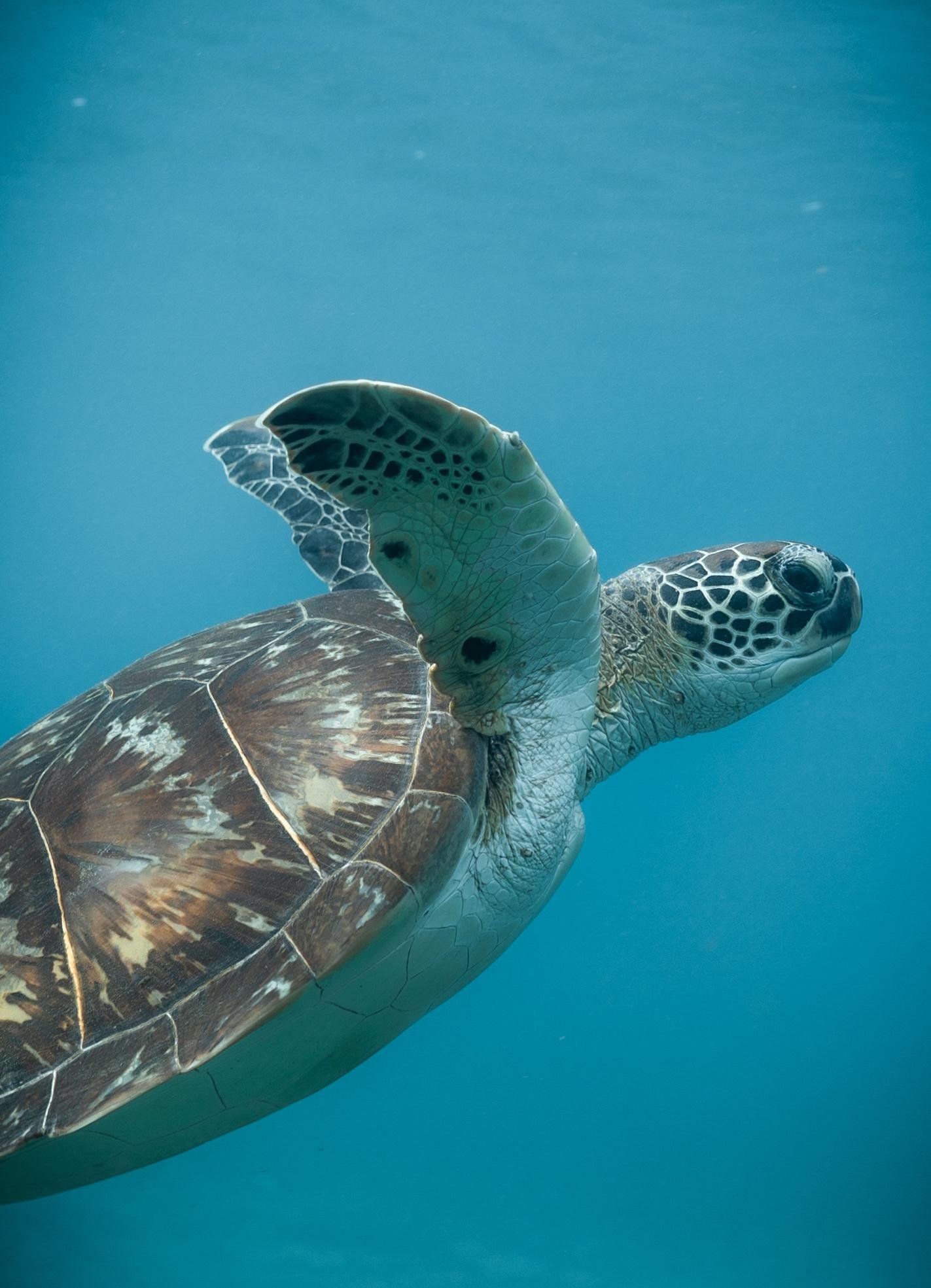 Snorkeling en Guadeloupe