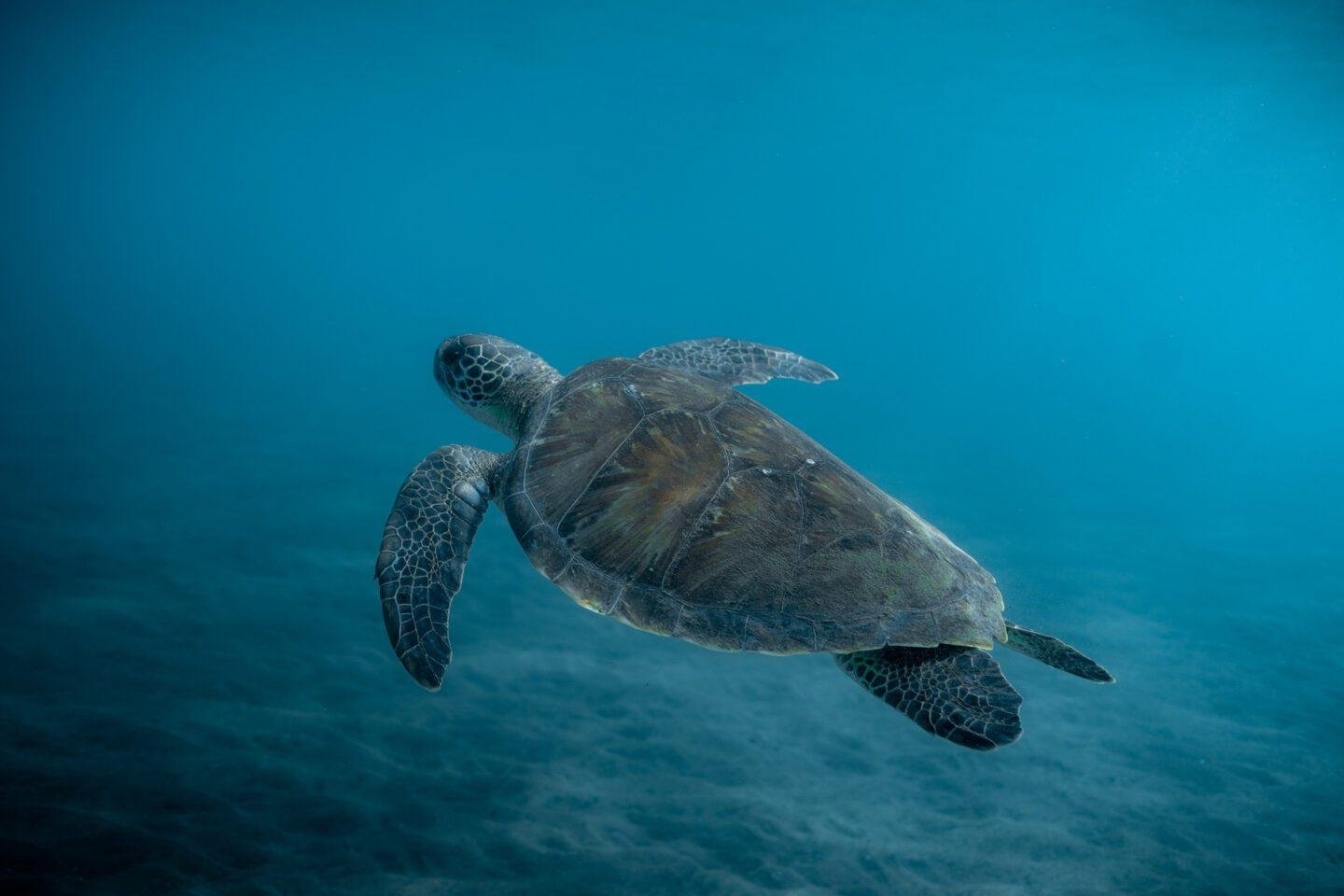 Snorkeling en Guadeloupe avec les tortues