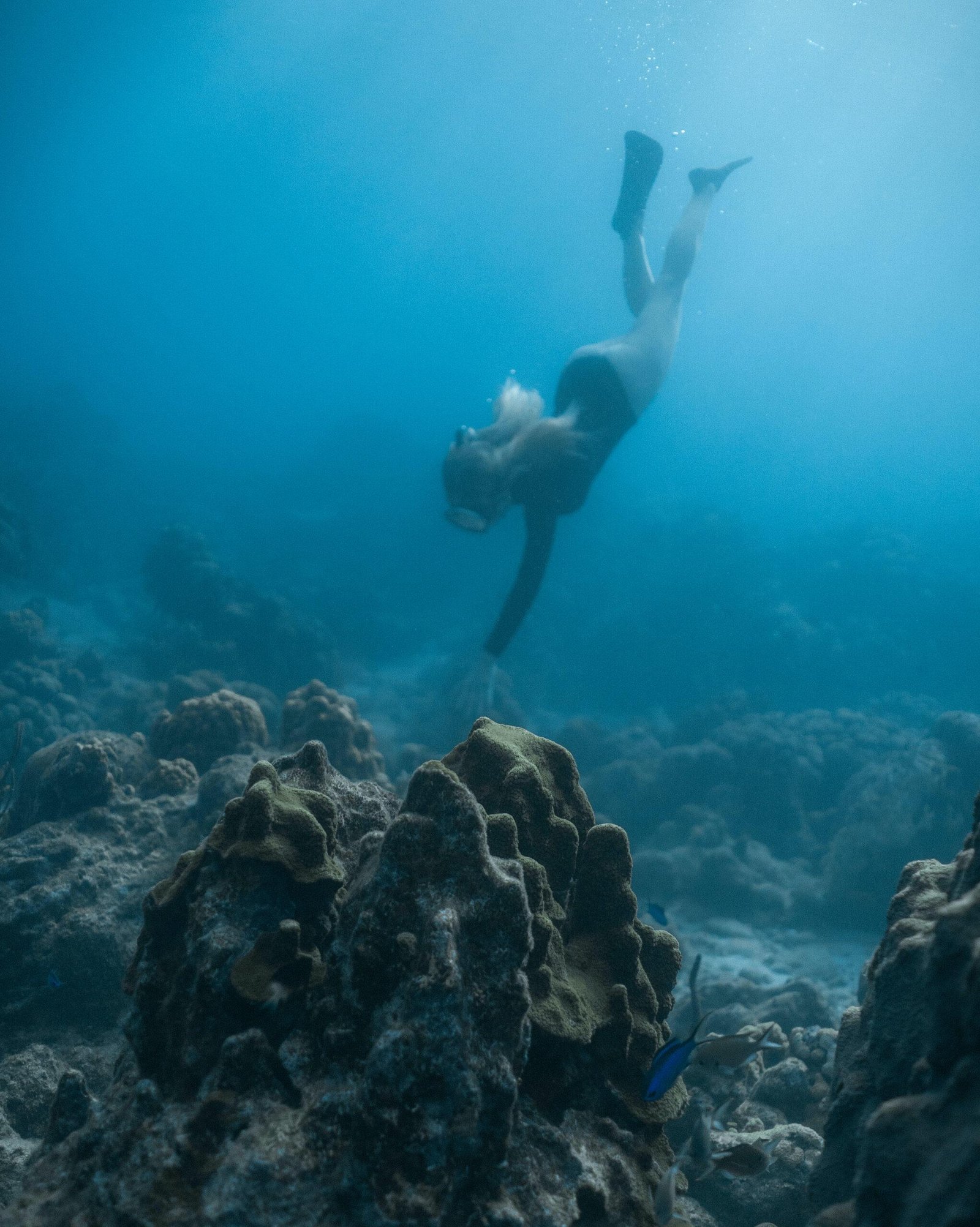 Apnée ou plongée dans la reserve Cousteau en Guadeloupe